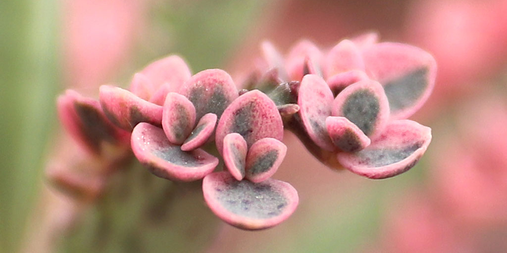 A closeup of a plantlet on 'Pink Butterflies'