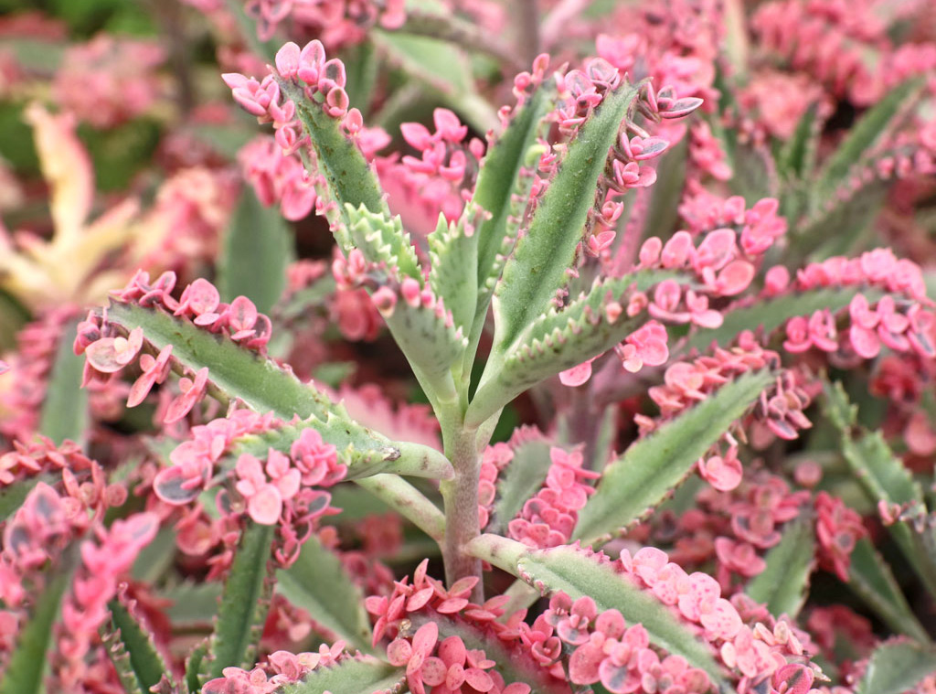 A photo of Kalanchoe 'Pink Butterflies' for sale