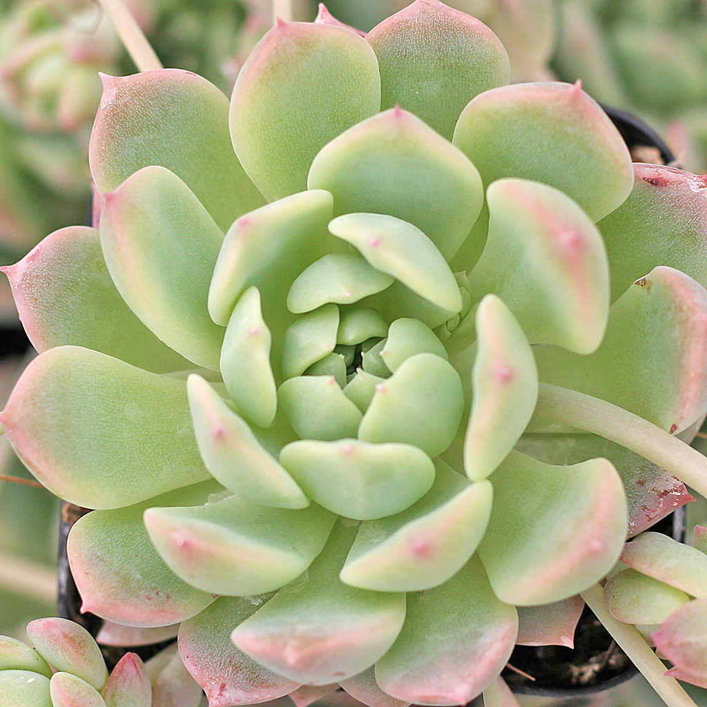 Echeveria prolifica