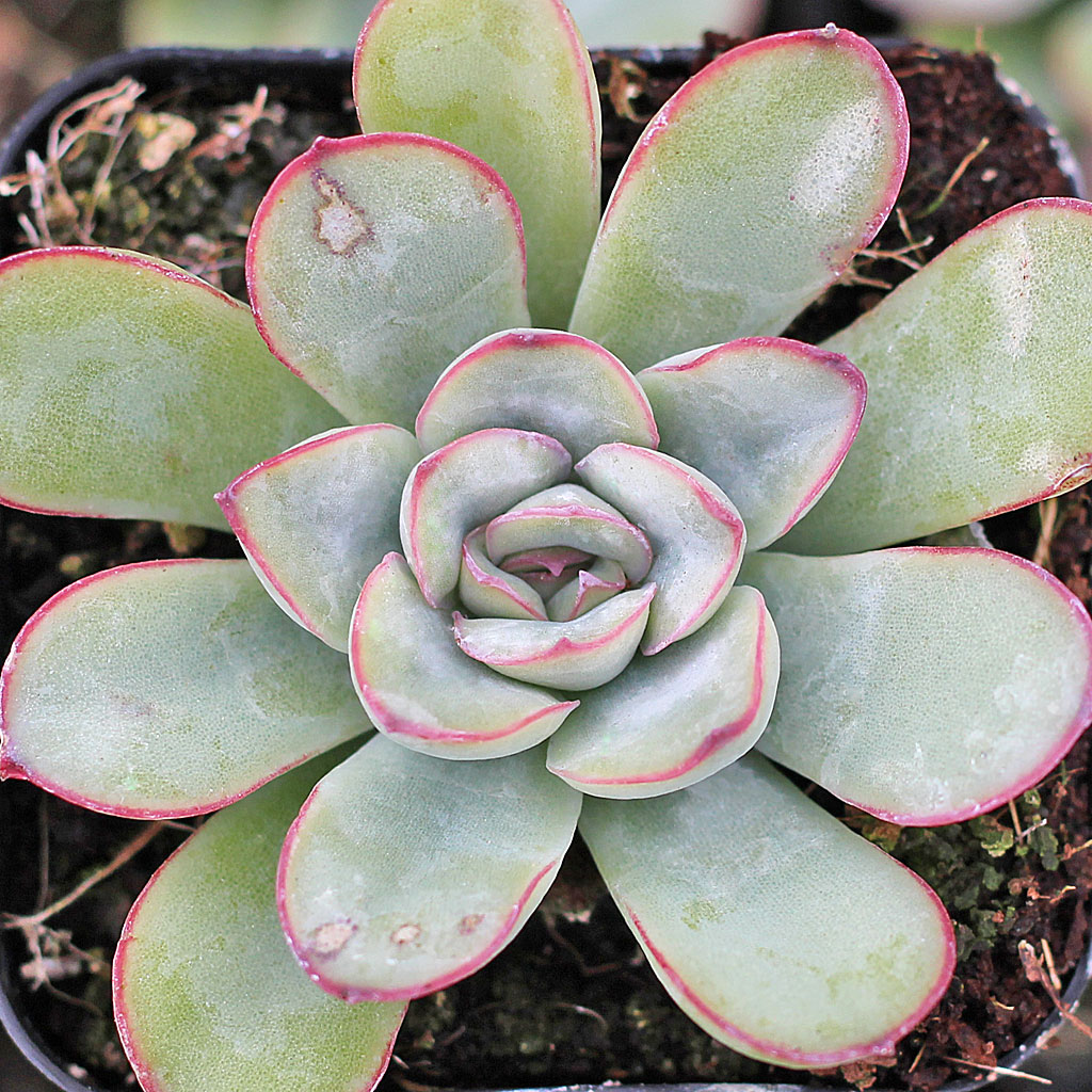 Echeveria pulidonis