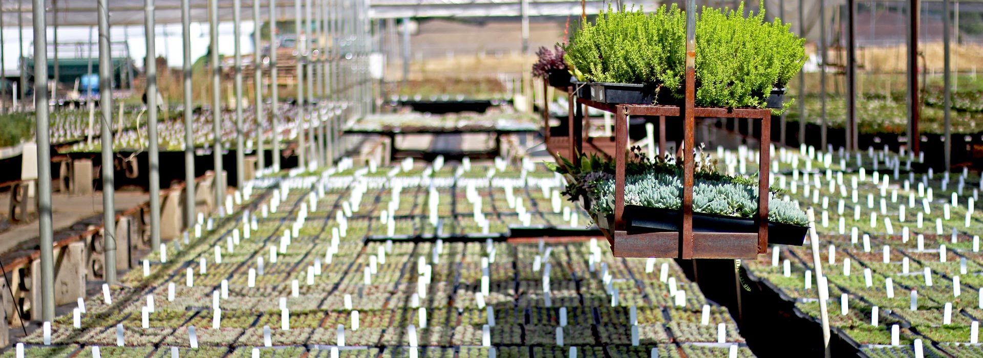 A photo from inside the greenhouse.