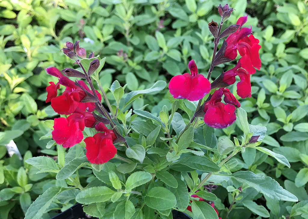 A photo of Salvia greggii Mirage&trade; 'Cherry Red'