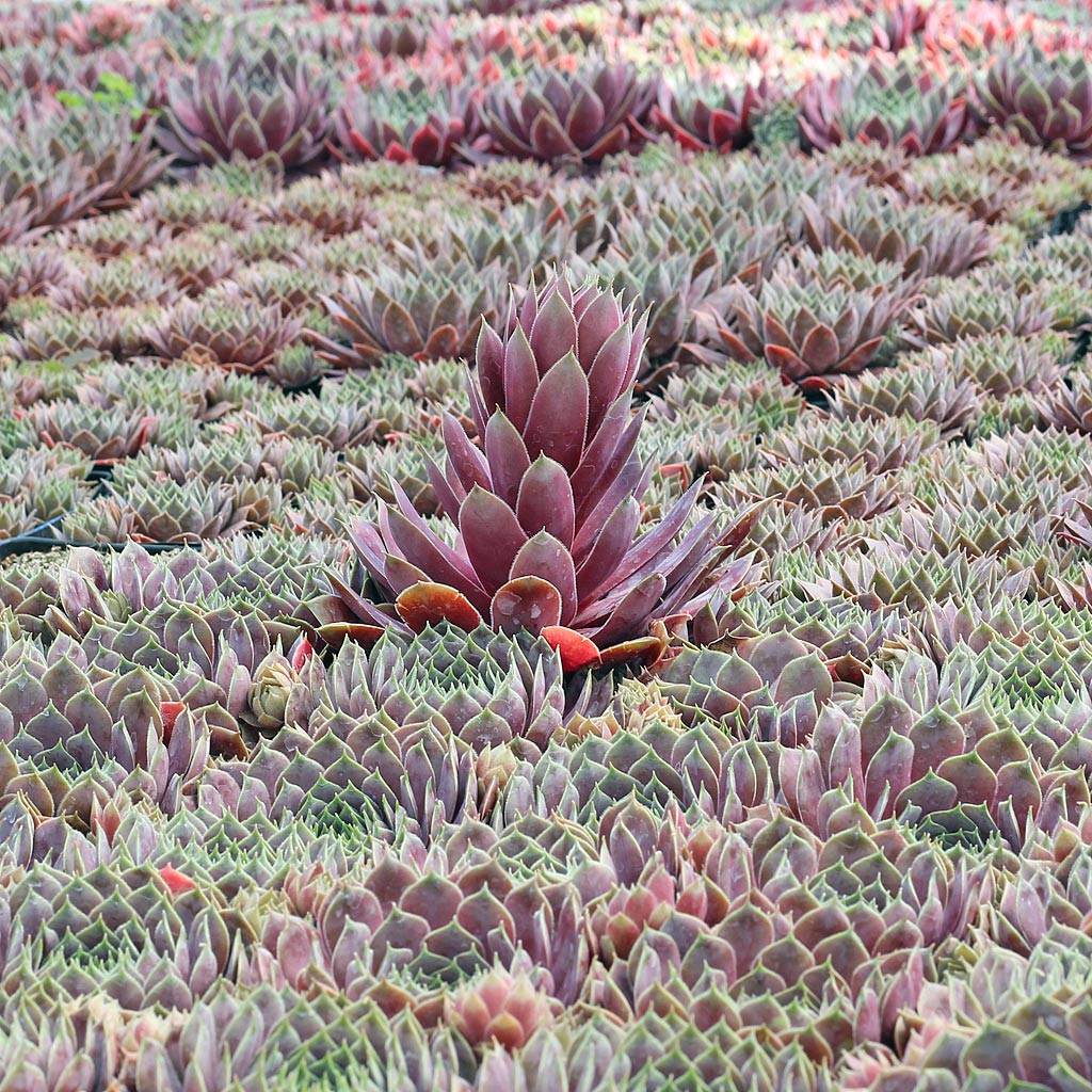 Lone, blooming Sempervivum 'Kip'
