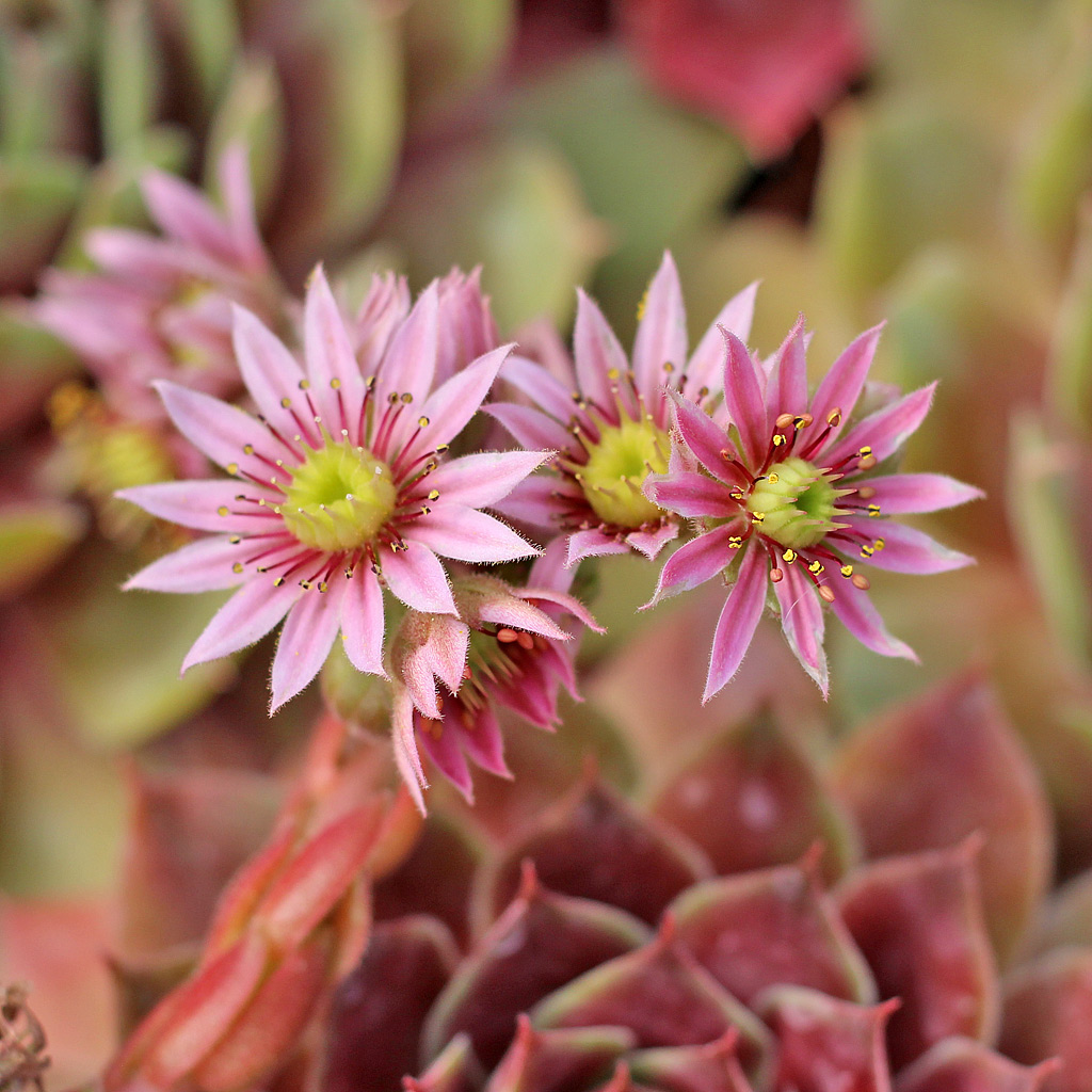 Flowers of Sempervivum 'Fame'