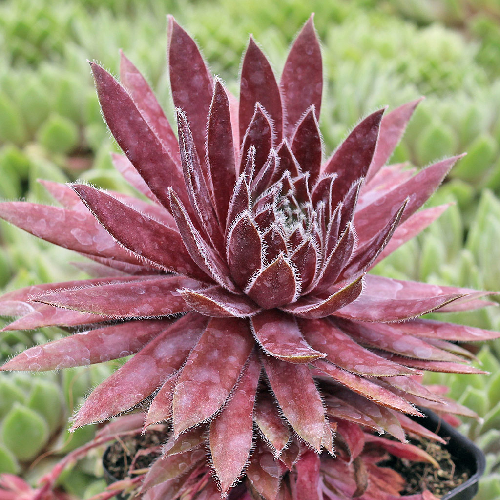 Sempervivum 'Red Wings' preparing to bloom