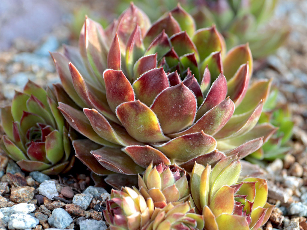 Sempervivum in a sandy loam