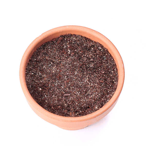 Rosette Succulent Cuttings