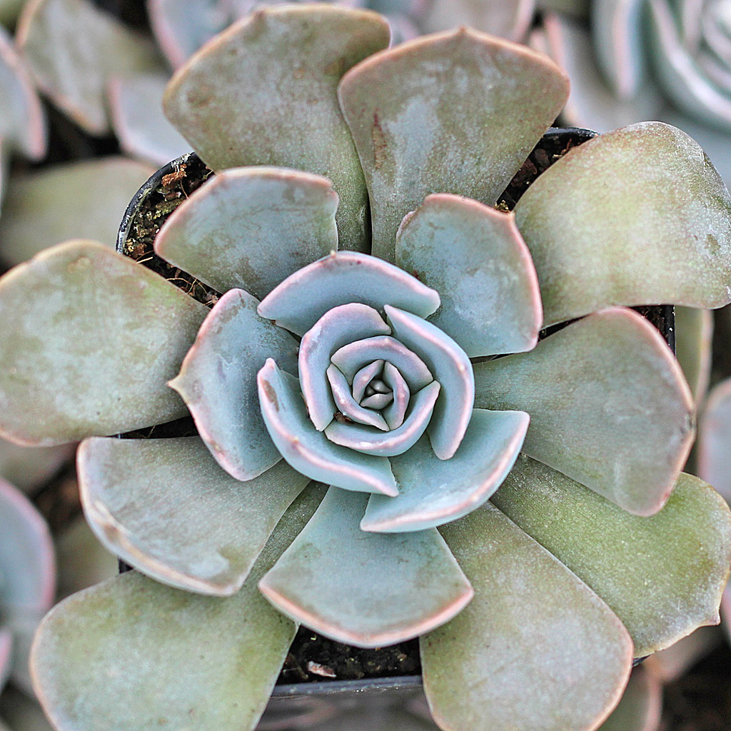 Echeveria shaviana