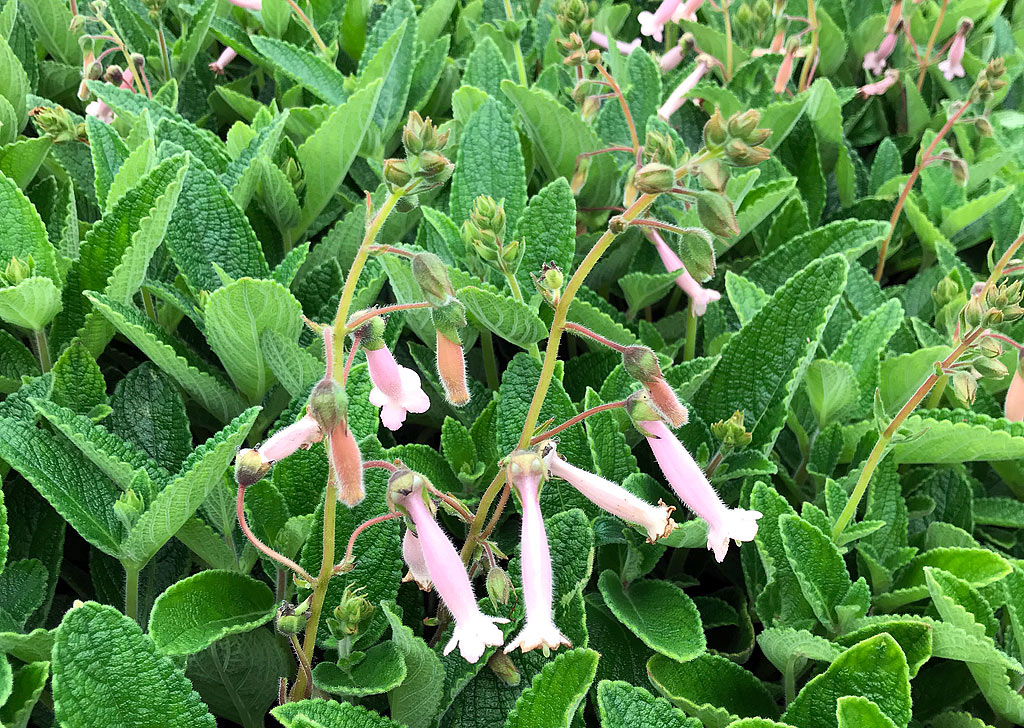 Sinningia 'Invasion Force' &ndash; Hardy Pink Gloxinia