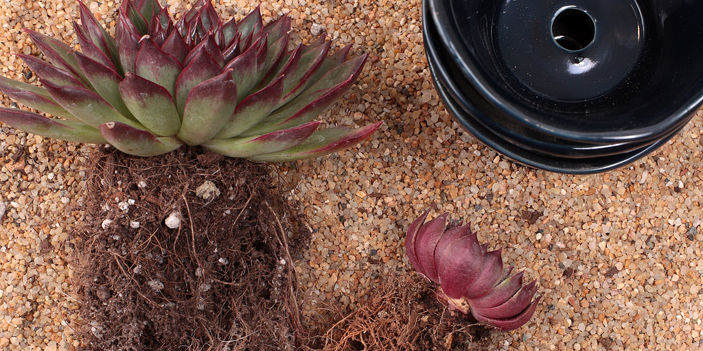 Succulent in sand