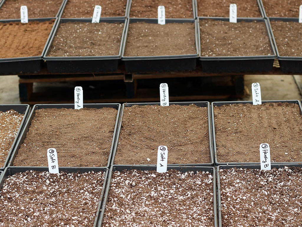 Pots with plain coir and coir amended with perlite.
