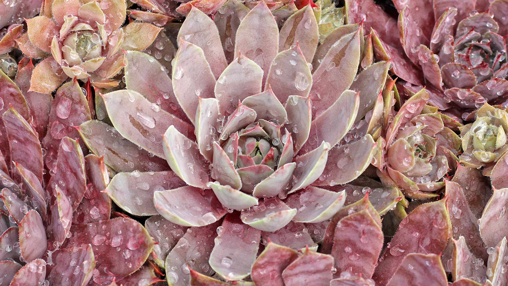 Freshly watered outdoor succulents.