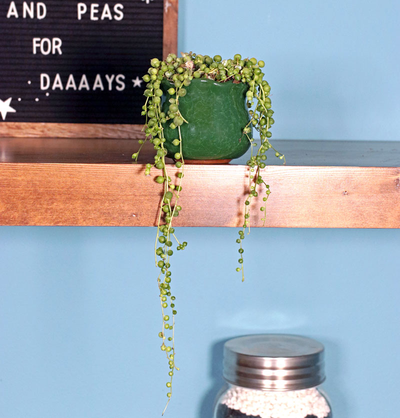 Trailing String of Pearls Trailing String of Pearls
