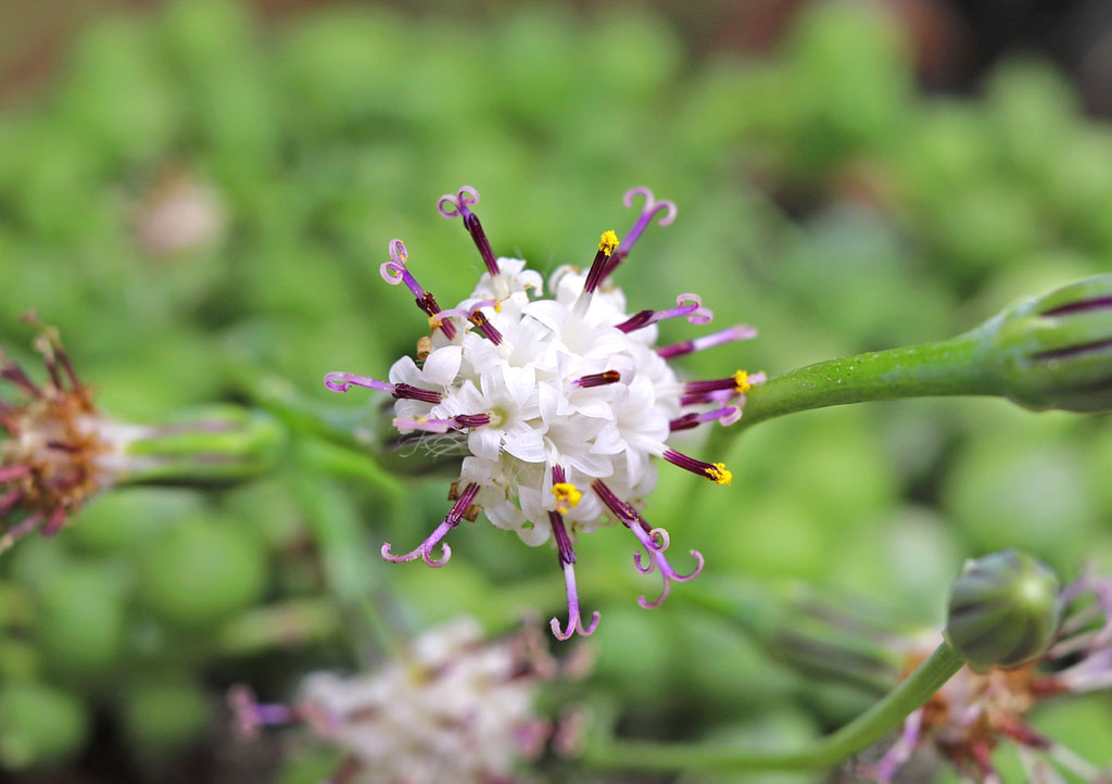 Flowers Flowering String of Pearls with Bloom