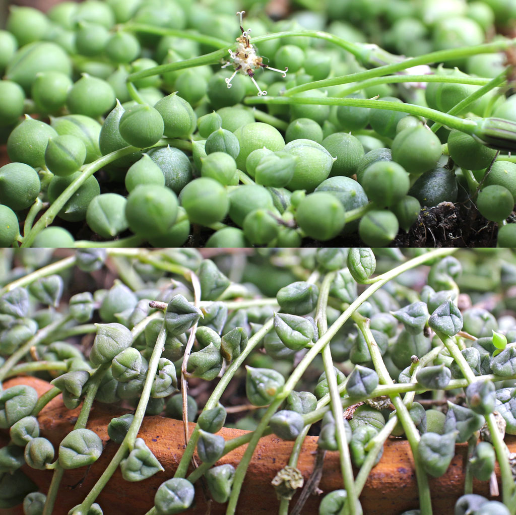 Watering Watered vs. Dry String of Pearls