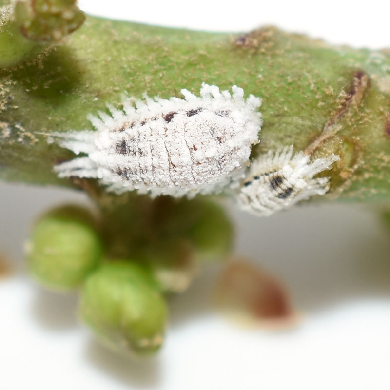 Mealy bug succulent pest Mealy bug succulent pest