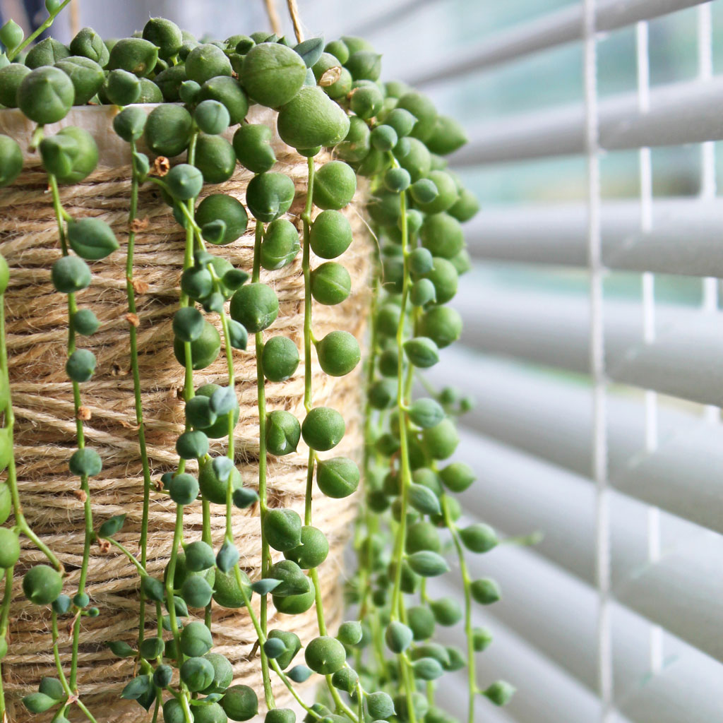 Indoor light String of Pearls in window