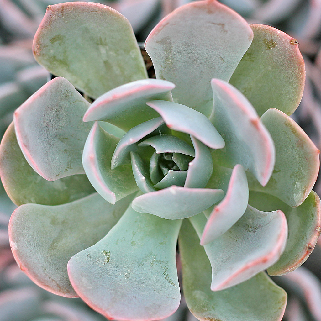 Echeveria subsessilis 'Morning Beauty'