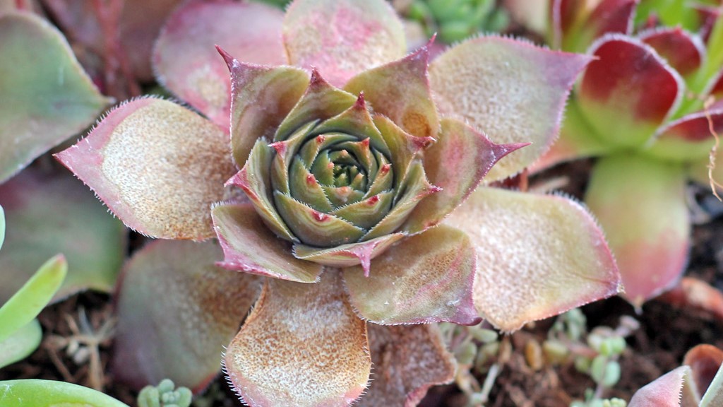 A sunburnt plant.