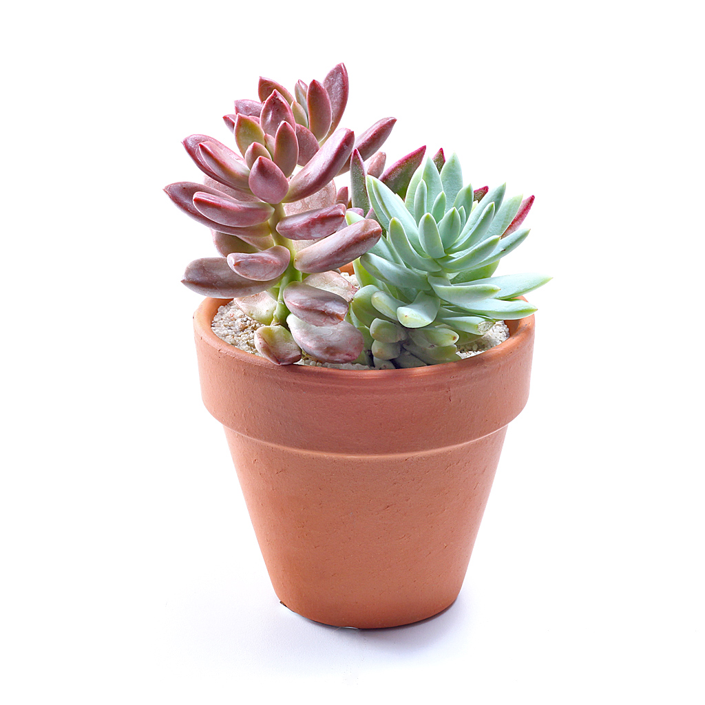 Soft pastel succulents