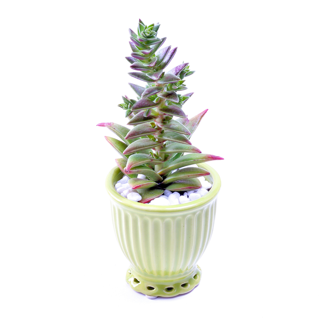Crassula corymbulosa 'Shark's Tooth'