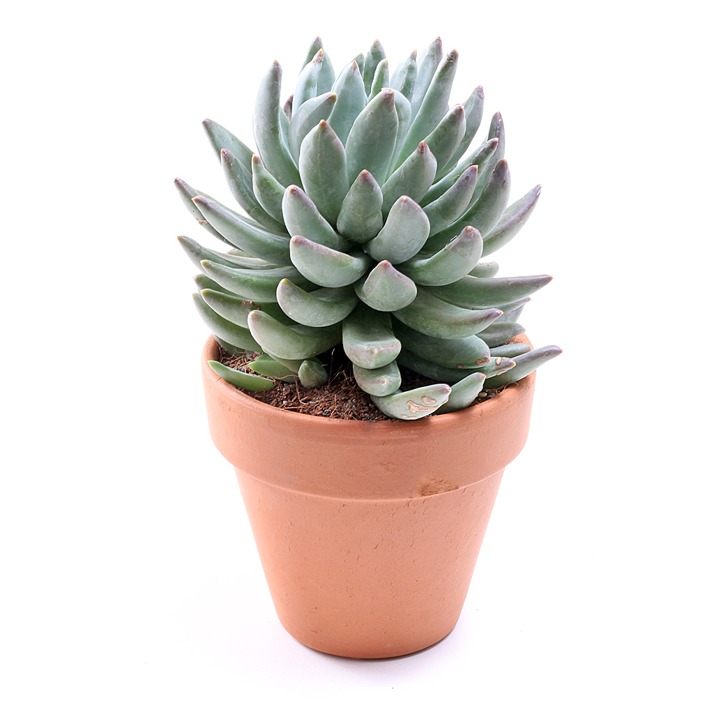 Pachyphytum hookeri