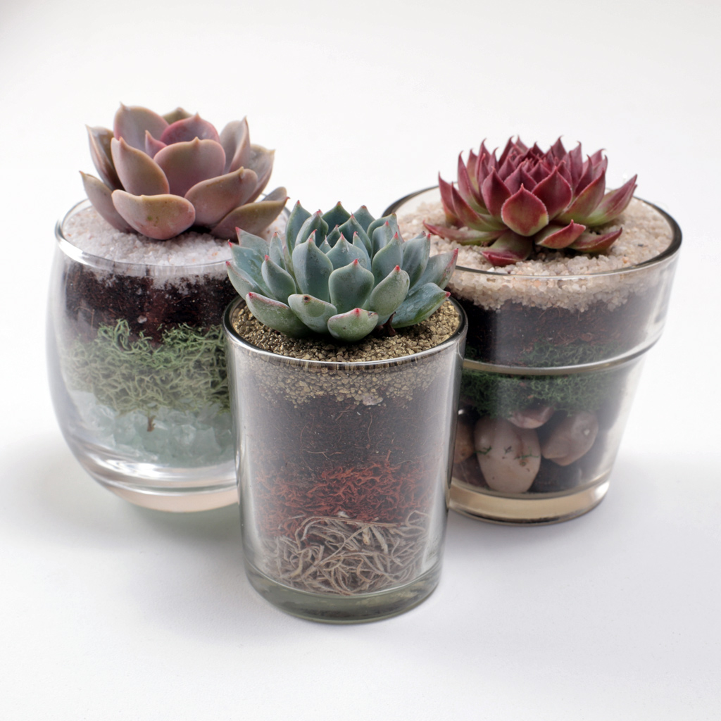 Echeveria and Sempervivum with tiered top dressings