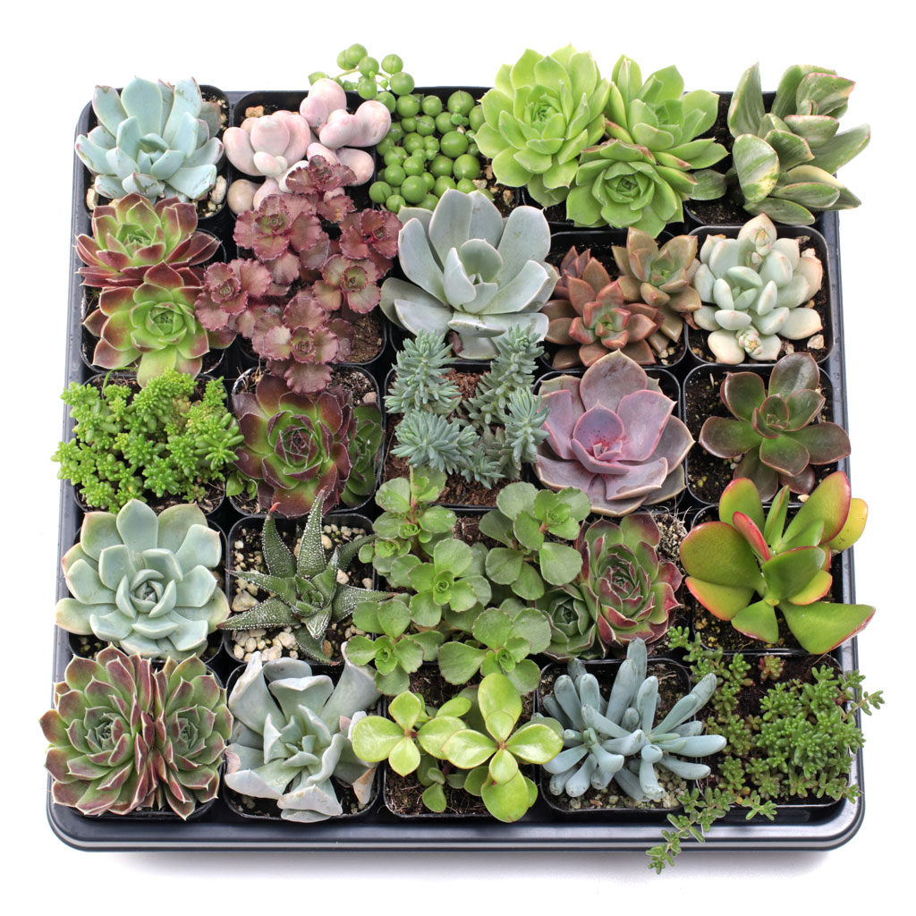 MCG Super Succulent Sampler