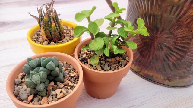 Succulents ready for water