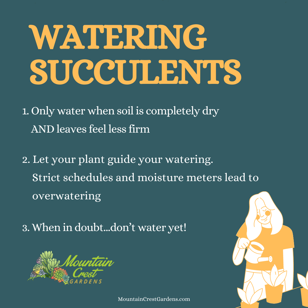 Water deeply but only water when the soil is completely dry AND the leaves feel less firm Let your plant guide your watering&mdash;strict watering schedules and moisture meters tend to lead to overwatering When in doubt...don't water yet!