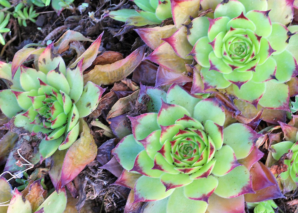 Watering too frequently leads to rot