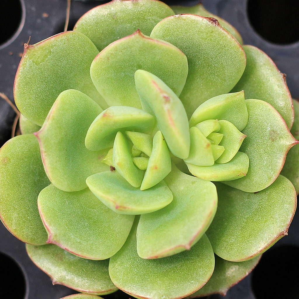 Echeveria 'Wilderness'