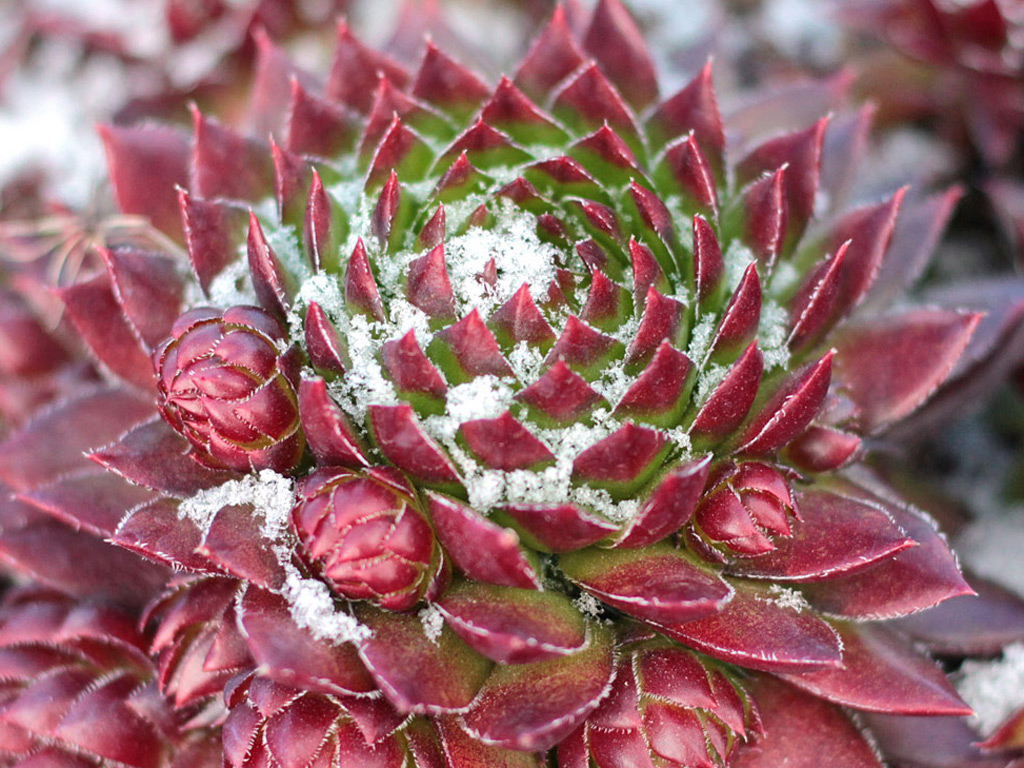Sempervivum 'Hedgehog'