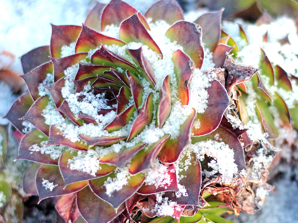 Frost Hardy Sempervivum (Hens & Chicks)